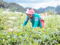 Vốn ngoại chảy mạnh vào ngành dược